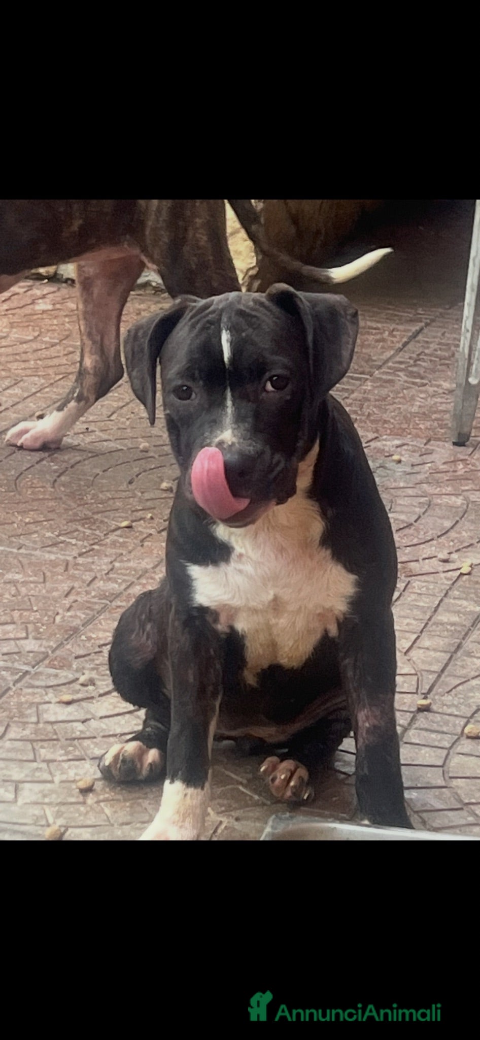 American Staffordshire cani Amstaff - Annuncio 30