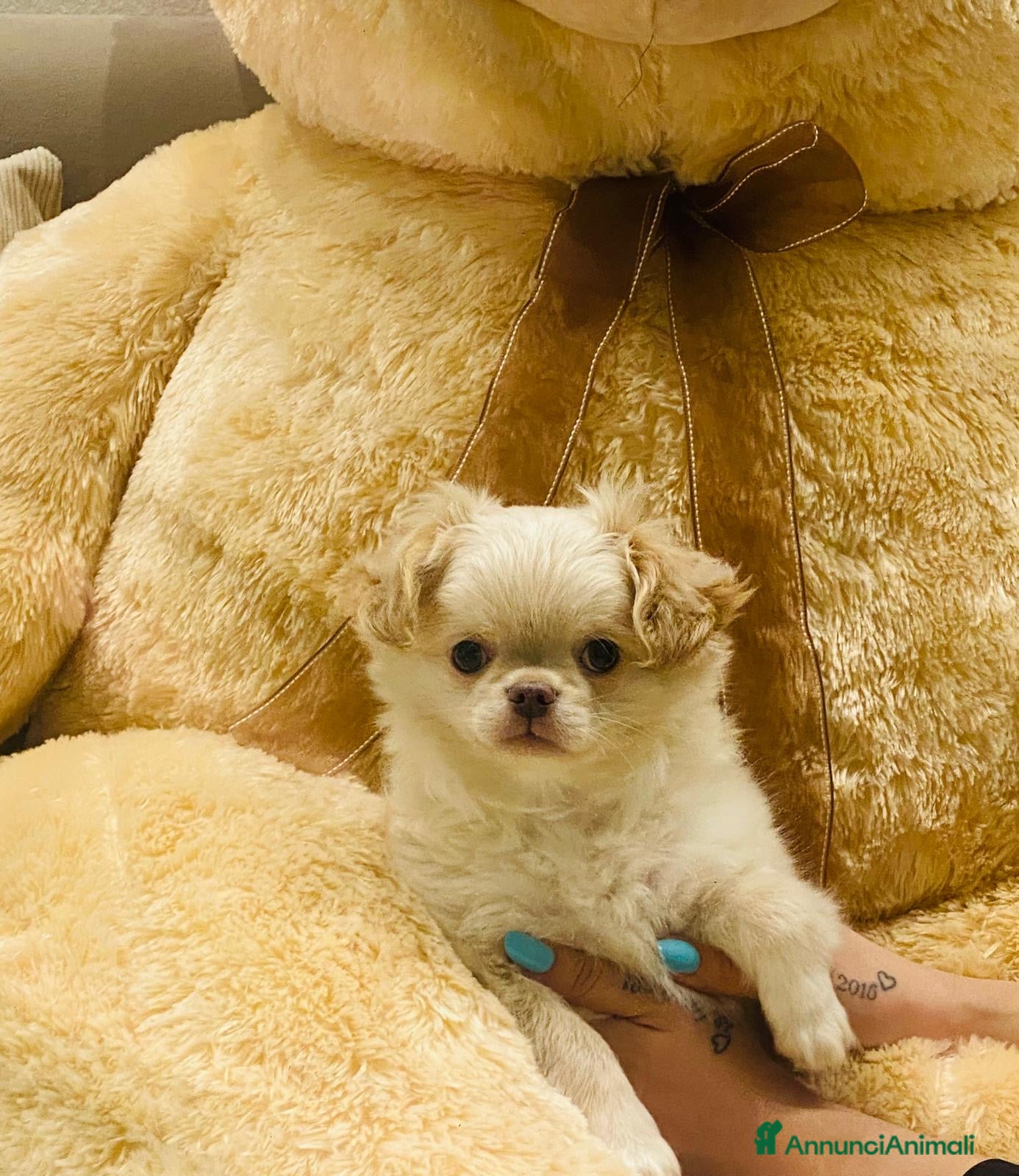 Chihuahua cani Meraviglioso cucciolo di chiuauaua  - Annuncio 5