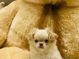 Chihuahua cani Meraviglioso cucciolo di chiuauaua - Annuncio 5