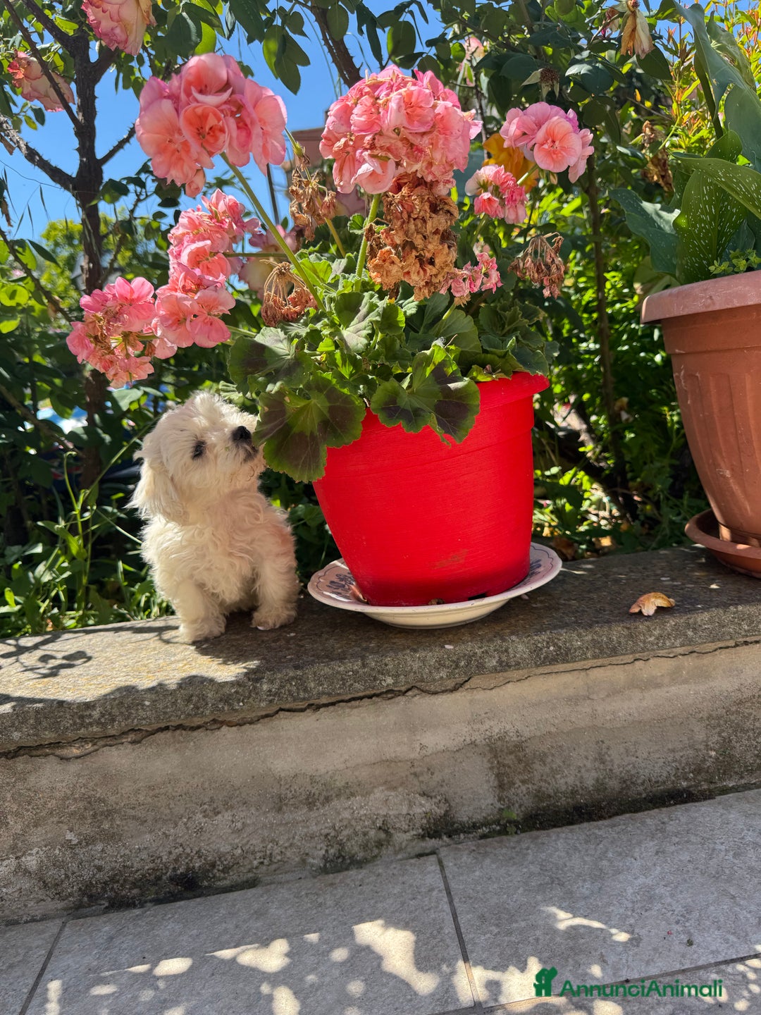 Maltese cani in vendita: Maltesi toy - Annuncio 2