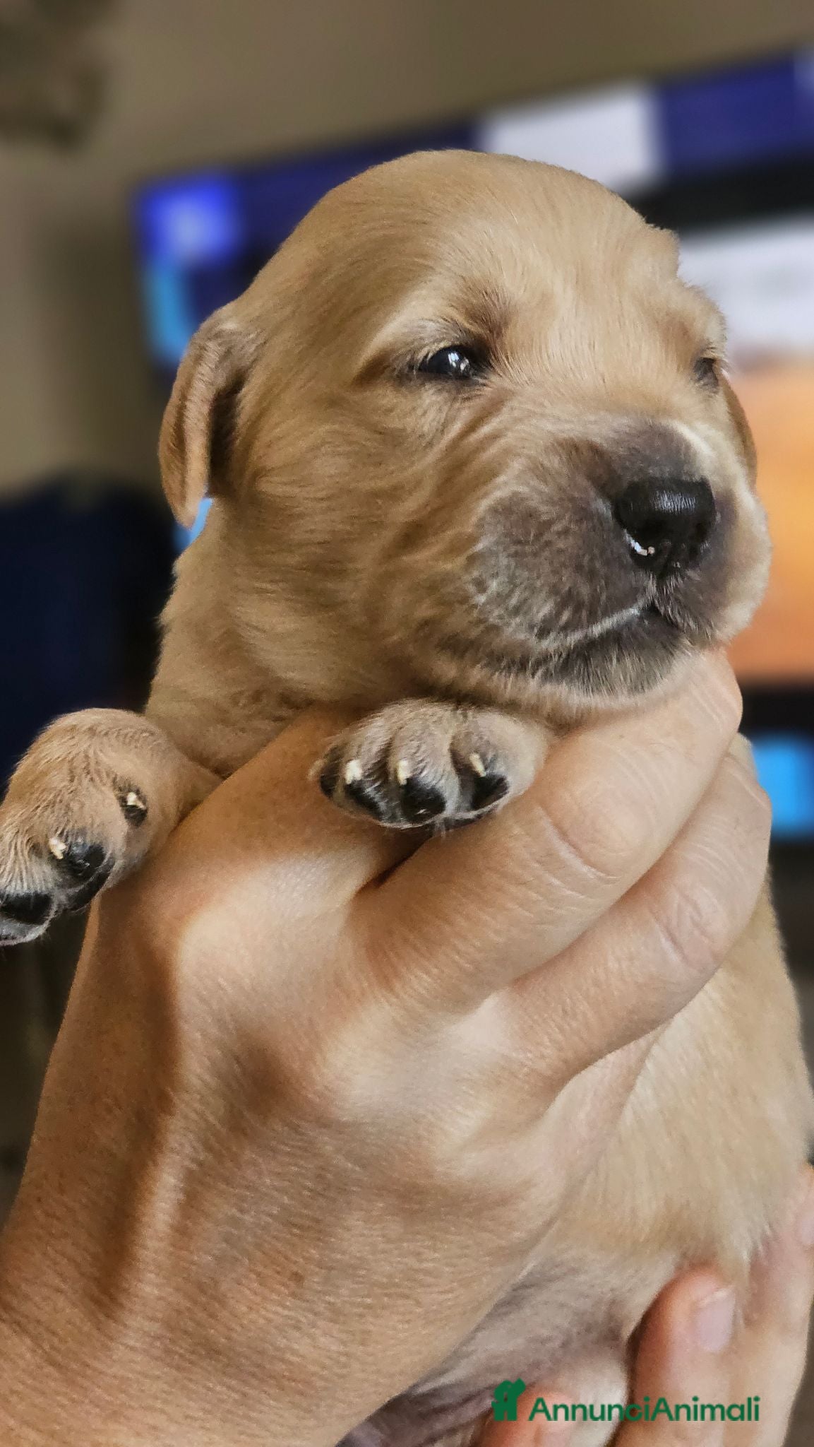 Golden Retriever cani SPLENDIDI CUCCIOLI GOLDEN RETRIEVER  - Annuncio 2