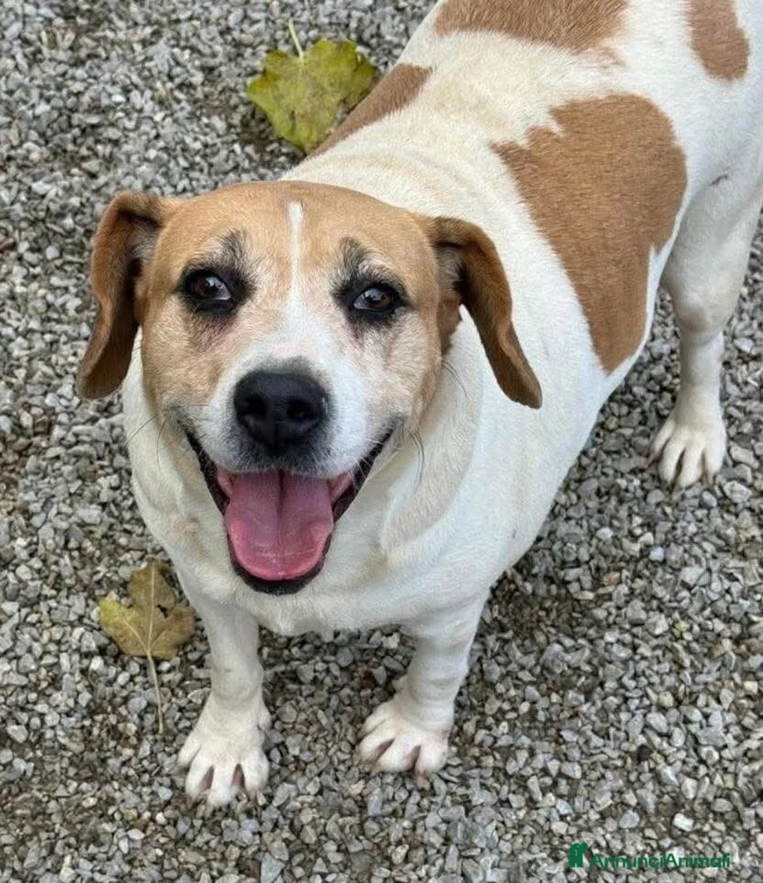 Meticcio cani in regalo: Dolce Venera, la sua voglia di affetto  - Annuncio 2