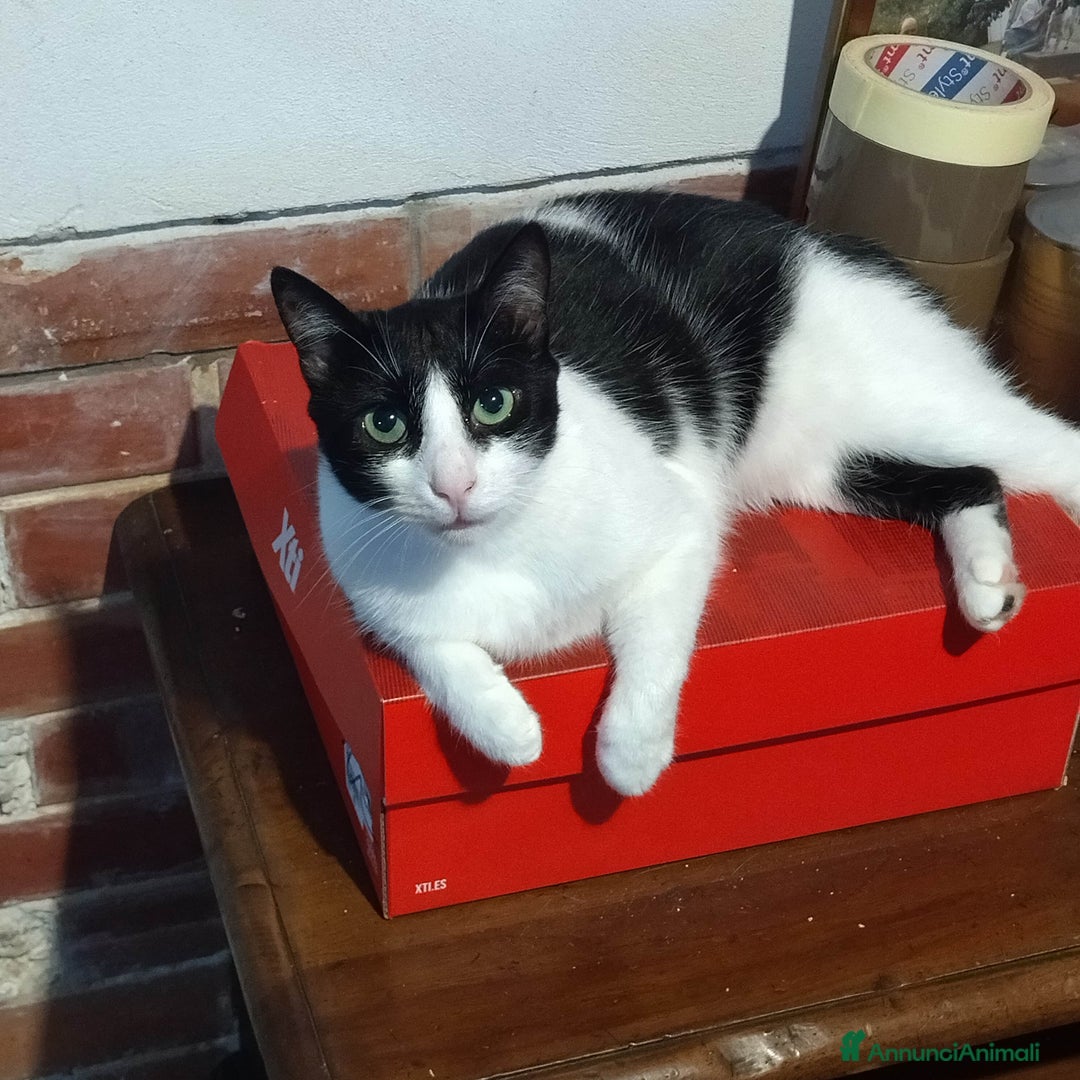 Europeo gatti in regalo: GATTINA SFORTUNATA - Annuncio 2