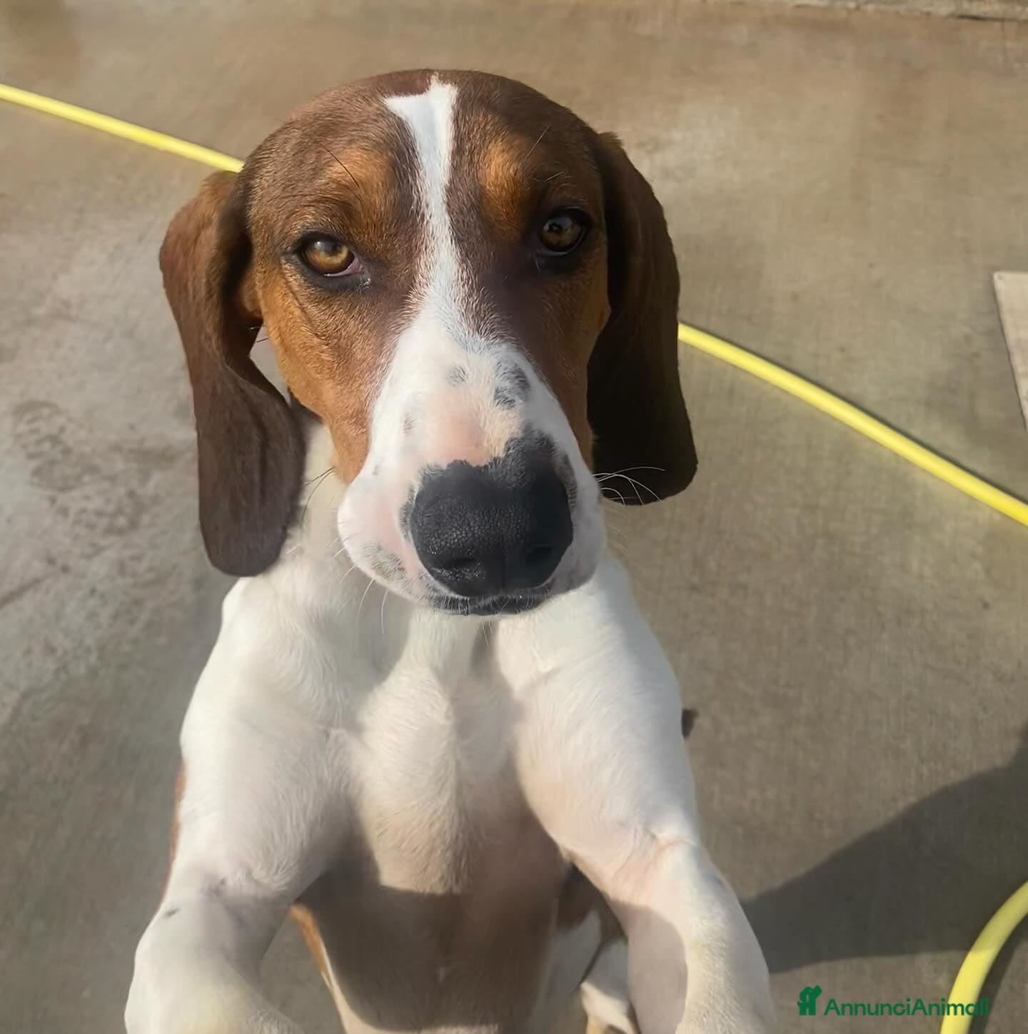 Meticcio cani KAOS cucciolone 1 anno cerca adozione  a Provincia di Latina - Annuncio 40