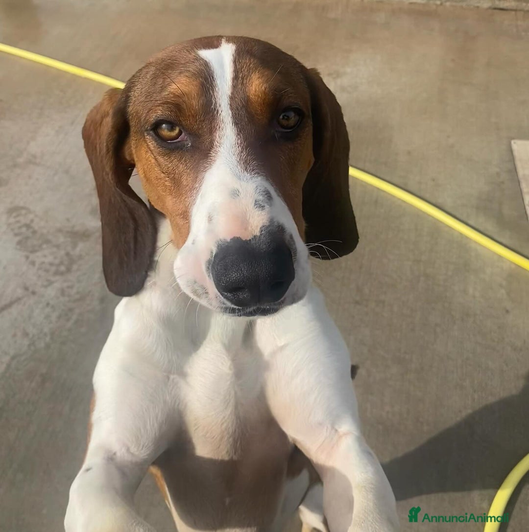 Meticcio cani in regalo: KAOS cucciolone 1 anno cerca adozione  a Provincia di Latina - Annuncio 1