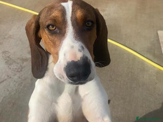 Meticcio cani KAOS cucciolone 1 anno cerca adozione a Provincia di Latina - Annuncio 12