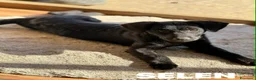 Meticcio cani in regalo: BENNY e SELEN: dolci CUCCIOLI total black!  - Annuncio 7