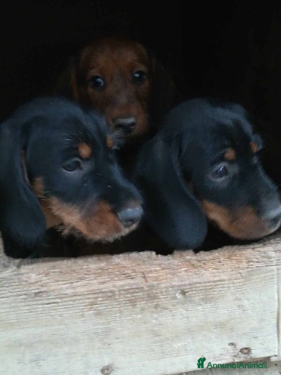 Bassotto cani in vendita: Bassotto pelo duro  - Annuncio 26