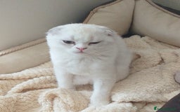 Scottish gatti in vendita: Cucciola Fold  a Bagnacavallo - Immagine 4