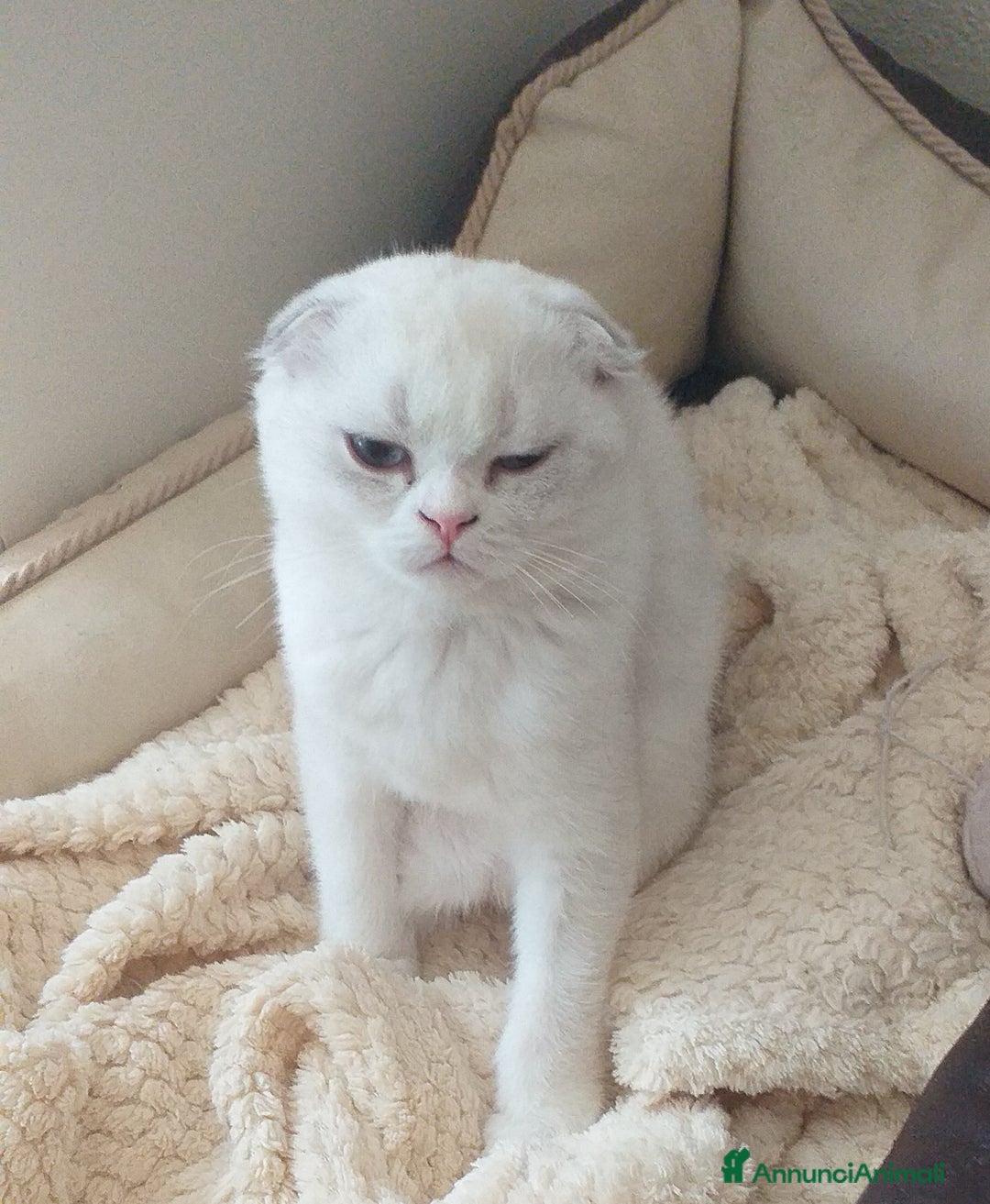 Scottish gatti in vendita: Cucciola Fold  a Bagnacavallo - Immagine 4