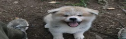 Akita Inu cani in vendita: Cuccioli di AKITA LOMBARDIA - Annuncio 7