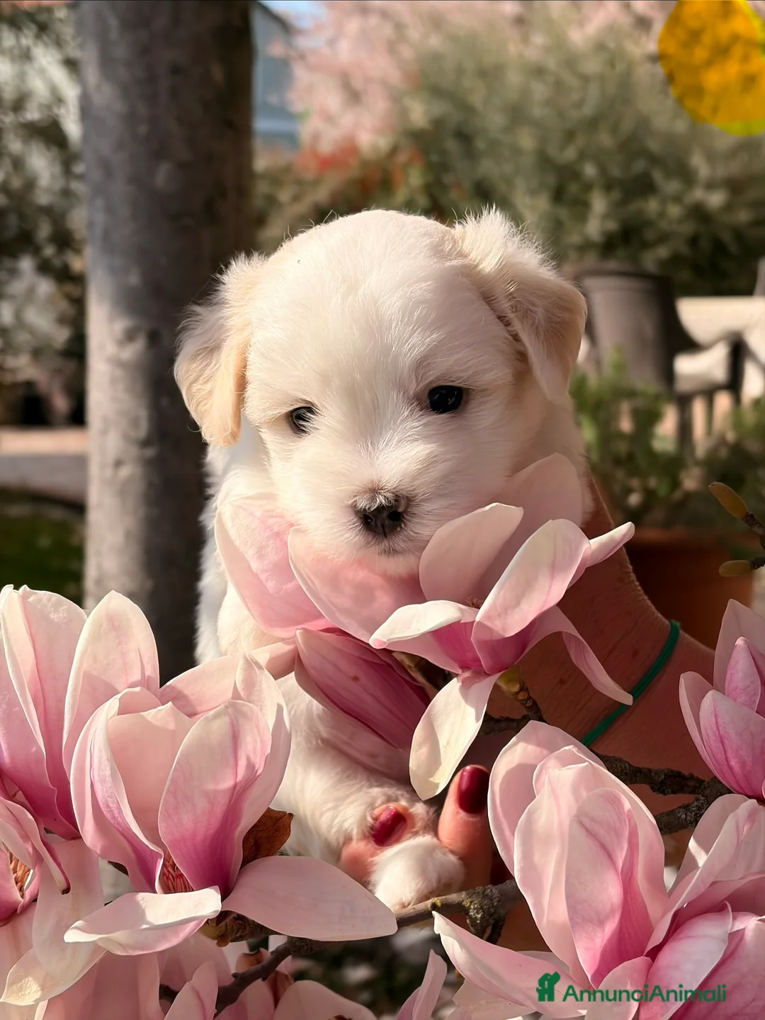 Coton de Tulear cani in vendita: Cuccioli di coton  a Provincia di Forlì-Cesena - Annuncio 5