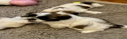 Shih Tzu cani in vendita: Schitzu il tuo batuffolo di gioia ti aspetta  - Annuncio 17