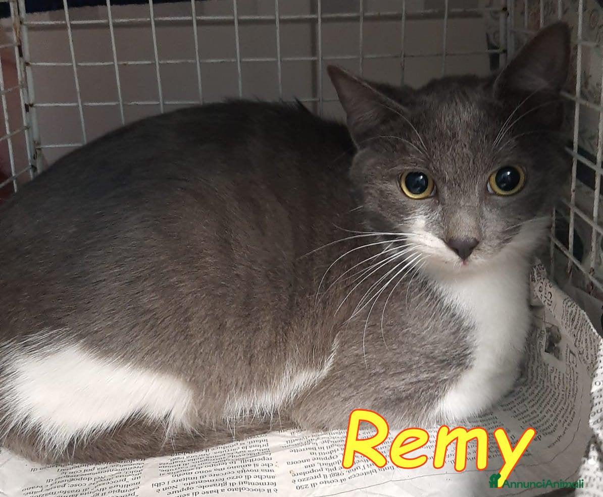 Europeo gatti 𝗦𝗮𝗹𝘃𝗶𝗮𝗺𝗼𝗴𝗹𝗶 𝗹𝗮 𝘃𝗶𝘁𝗮 Adottatelo - Annuncio 31