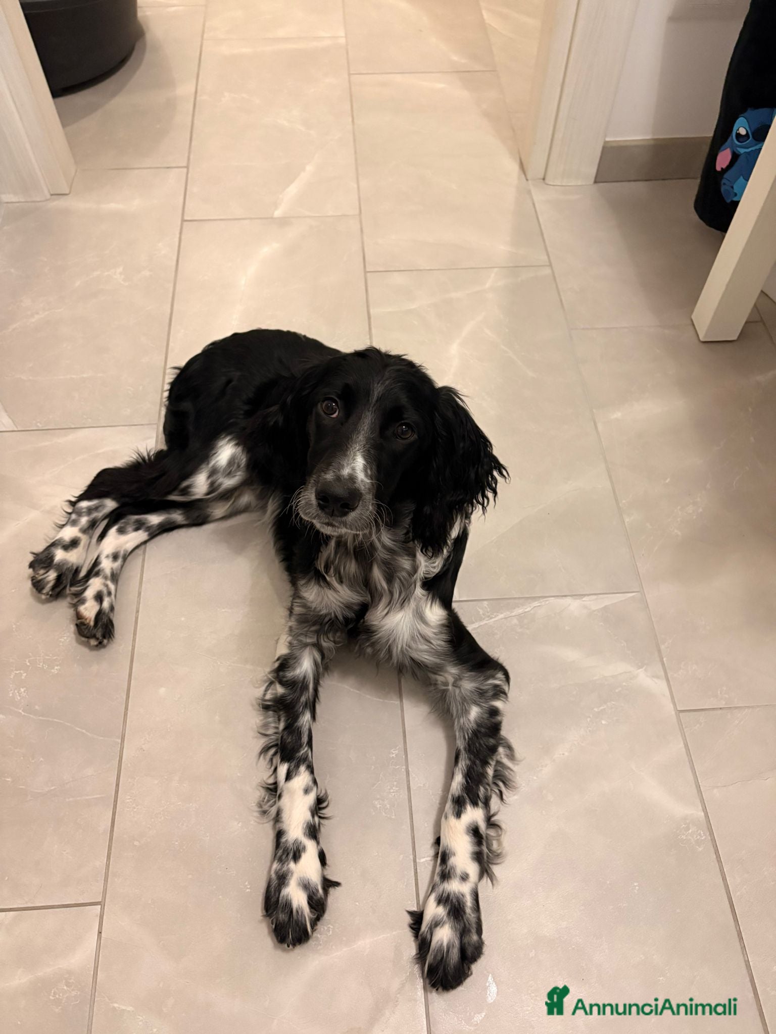 Meticcio cani Pongo cerca una nuova casa - Annuncio 38