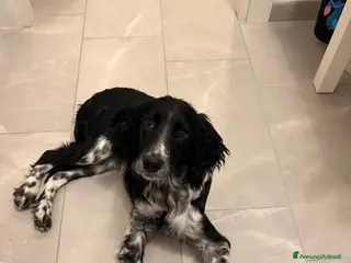 Meticcio cani Pongo cerca una nuova casa - Annuncio 38