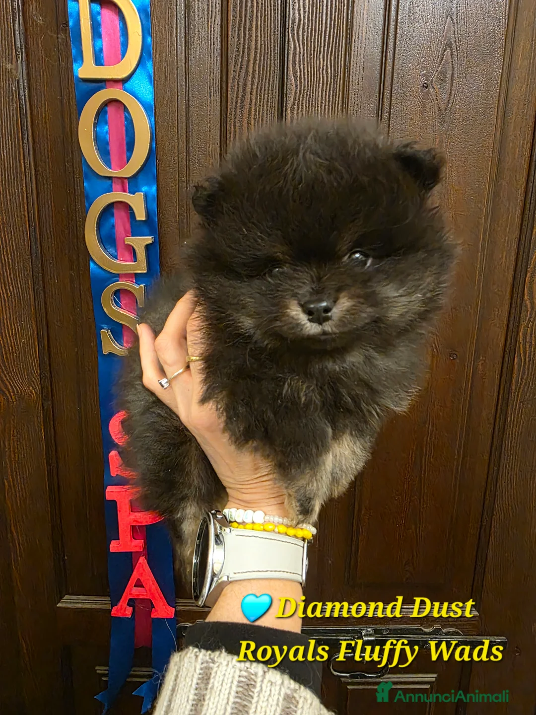 Spitz cani in vendita: Cucciolo di spitz tedesco piccolo  - Annuncio 2