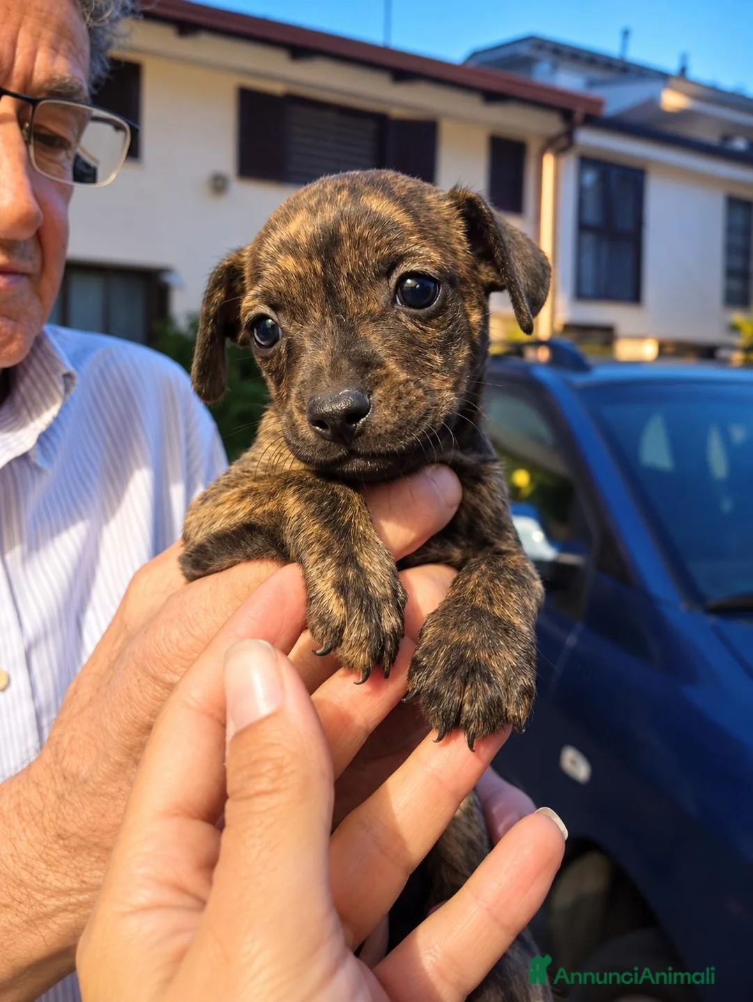 Meticcio cani in regalo: Tigro, taglia piccola! (10kg) - Annuncio 1