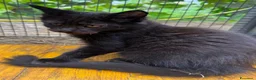 Maine Coon gatti in vendita: Cucciolo black smoke di maine coon (Tequila) - Annuncio 24