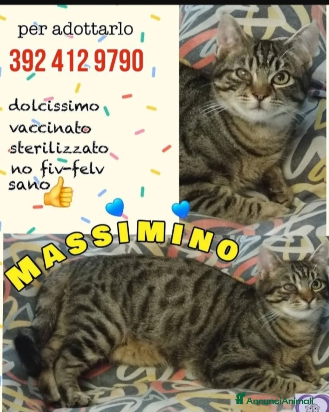 Europeo gatti in regalo: Micio tigrato,timido,quasi 2anni SOS CASA ROMA - Annuncio 2