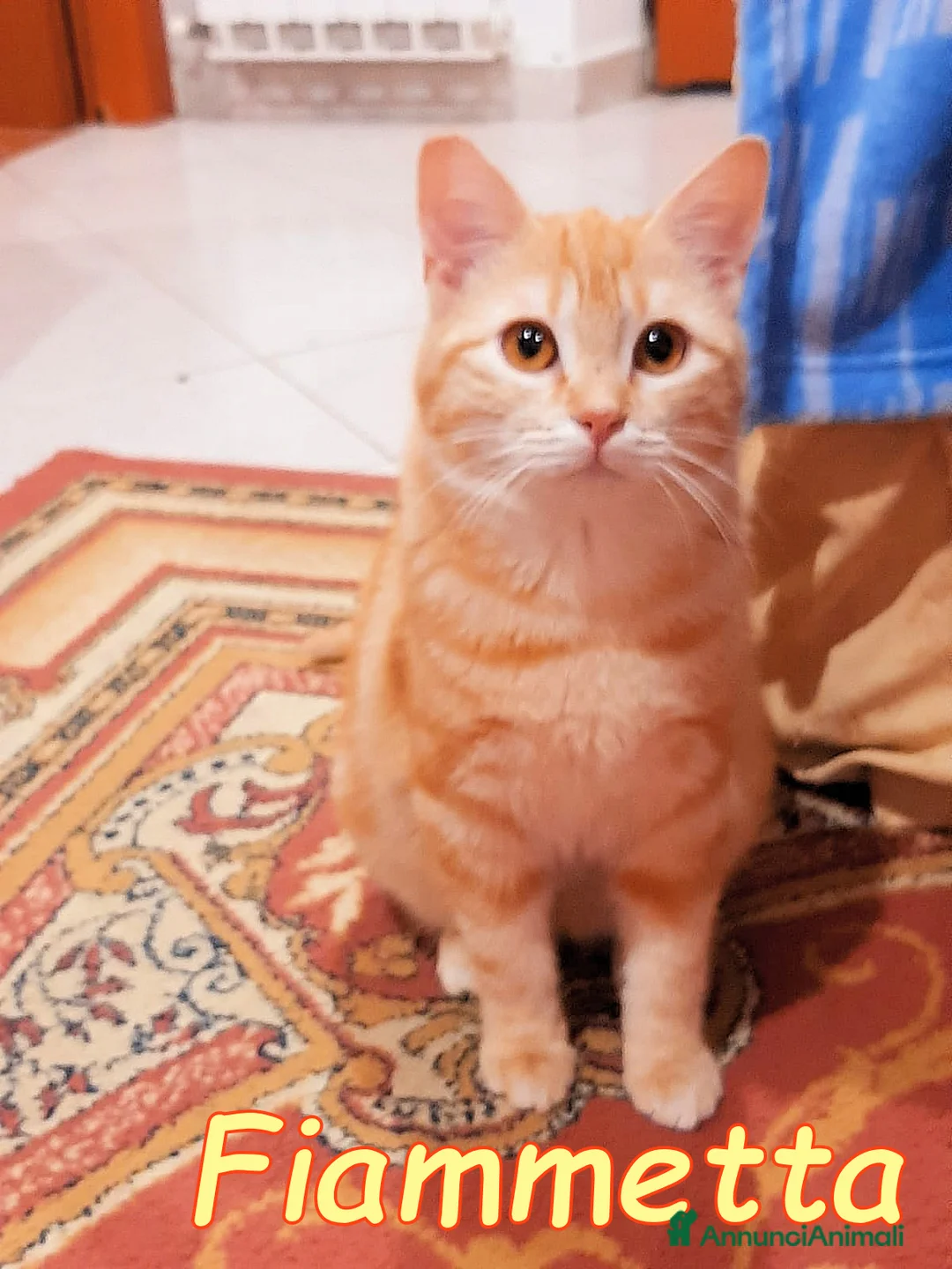 Europeo gatti in regalo: FIAMMETTA DOLCISSIMA GATTINA TABBY ARANCIO - Annuncio 6