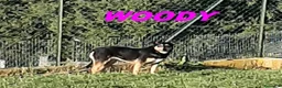 Meticcio cani in regalo: WOODY bella timidina a Città Metropolitana di Torino - Annuncio 4