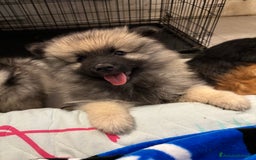 Wolfspitz cani in vendita: Cuccioli Wolfspitz/Keeshond a Provincia di Como - Immagine 3