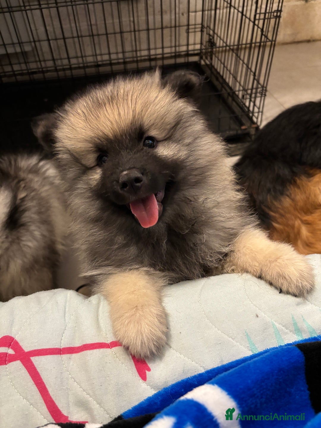 Wolfspitz cani in vendita: Cuccioli Wolfspitz/Keeshond a Provincia di Como - Immagine 3