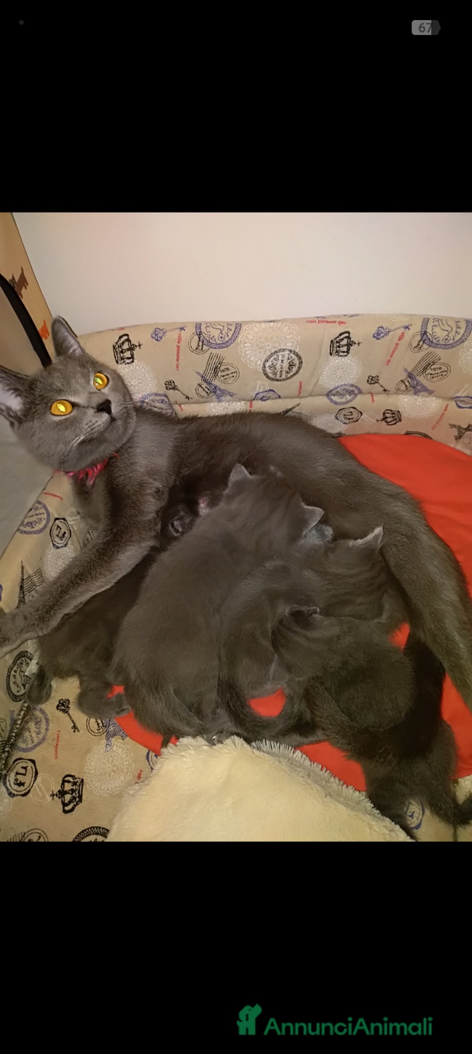 Certosino gatti Cuccioli di CERTOSINO PURISSIMI  - Annuncio 7