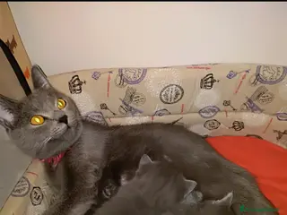 Certosino gatti Cuccioli di CERTOSINO PURISSIMI - Annuncio 7