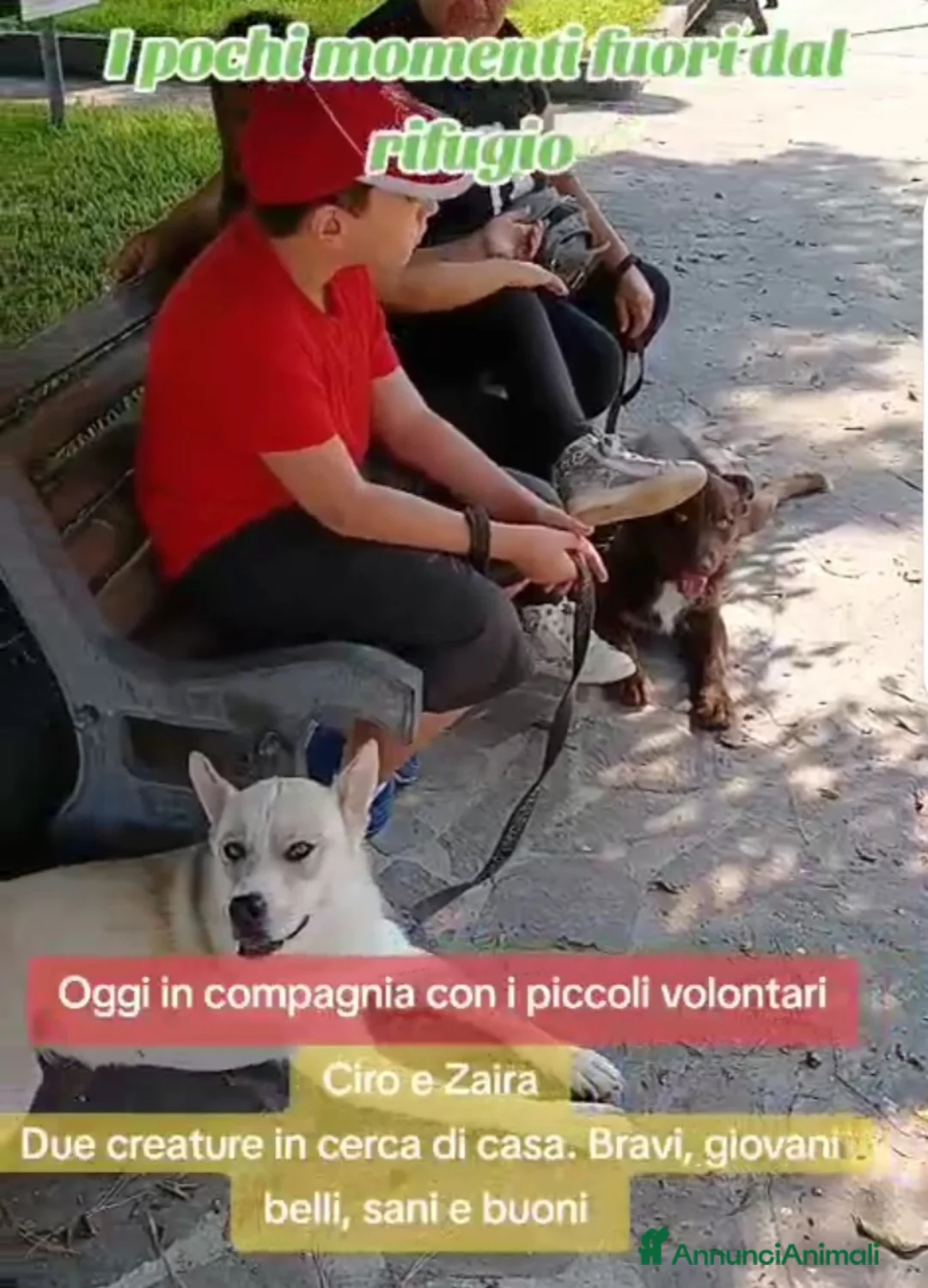 Meticcio cani in regalo: Ciro 2anni marrone fulvo occhi ambra splendido!SUD a Città metropolitana di Milano - Annuncio 8