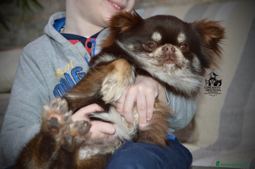 Chihuahua cani in vendita: Chihuahua linea russa pedigree Enci  - Annuncio 11