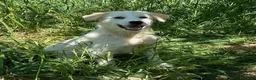 Pastore Maremmano cani in regalo: Dolcissimo cucciolo 5 mesi abbandonato da tutti  - Annuncio 3