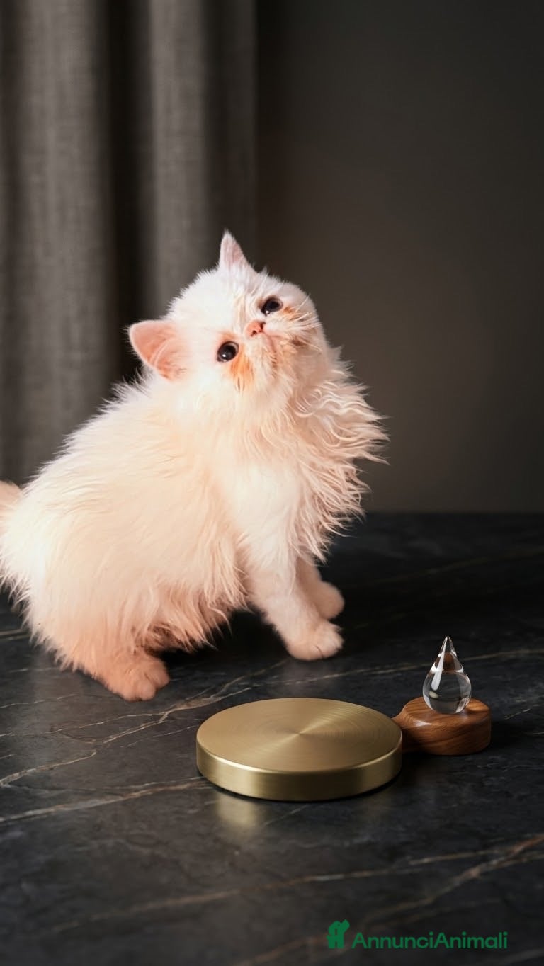 Persiano gatti Maschietto bianco - Annuncio 4