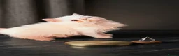 Persiano gatti in vendita: Maschietto bianco - Annuncio 1