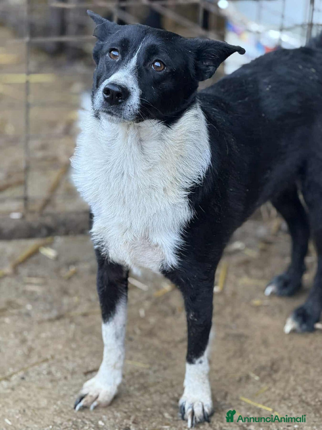 Meticcio cani in regalo: TESSA, bellissima coccolona in canile! - Annuncio 8