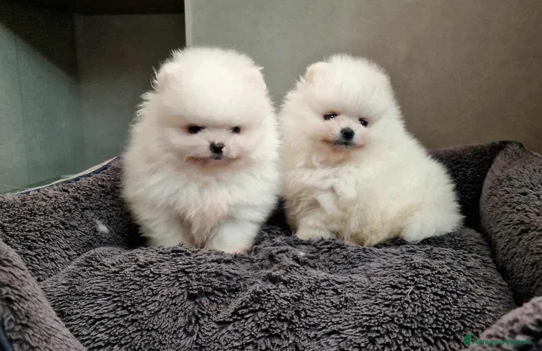 Spitz cani in vendita: Spitz di Pomerania  / Spitz tedesco NANO  - Annuncio 1