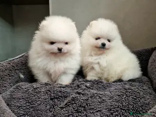 Spitz cani Spitz di Pomerania / Spitz tedesco NANO - Annuncio 1