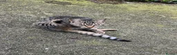 Meticcio cani in regalo: Oscar  - Annuncio 3