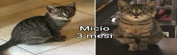 Altre razze gatti in regalo: ADOZIONI URGENTI PER QUESTI GATTINI  - Annuncio 4