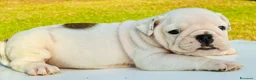 Bulldog cani in vendita: Cuccioli Bulldog Inglese - Annuncio 24