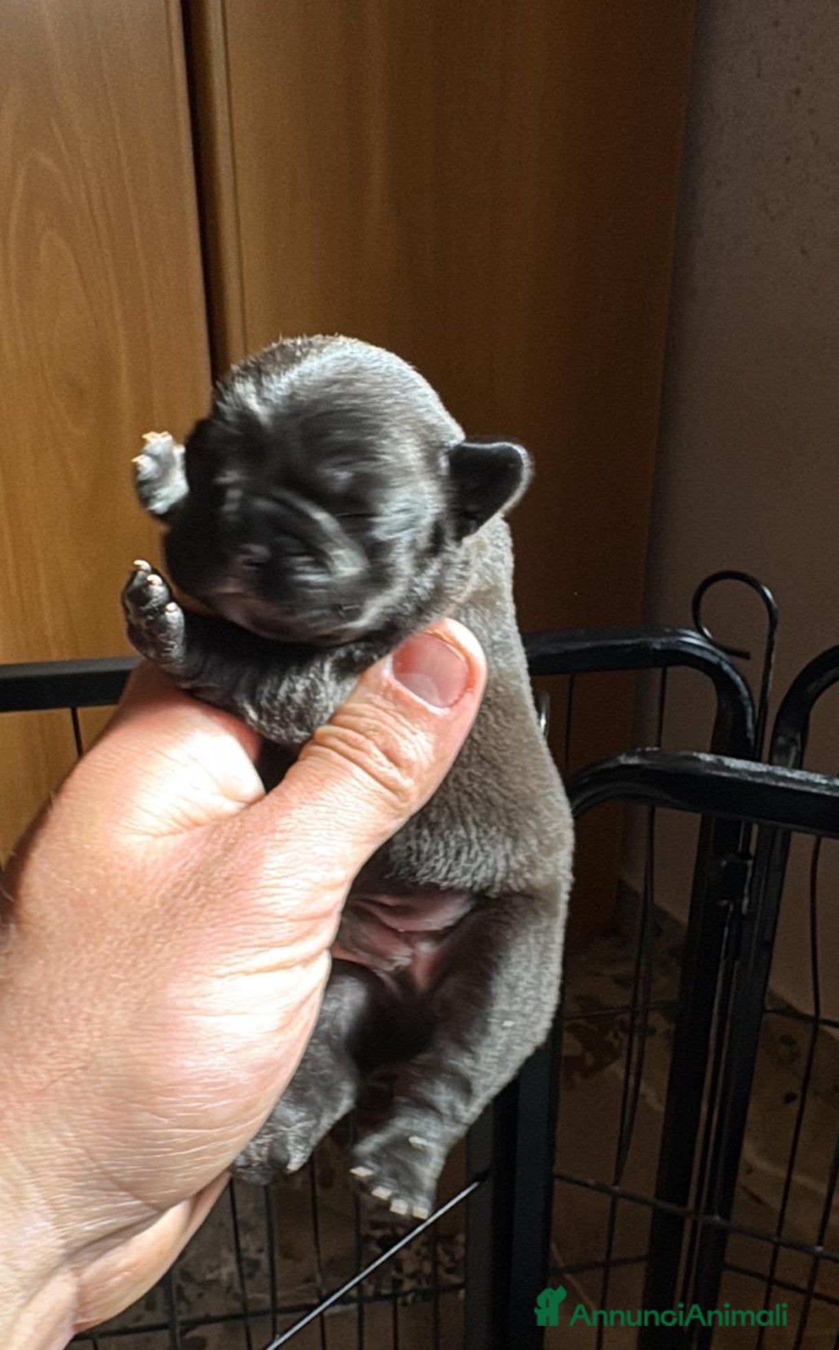 Bulldog Francese cani 2 cuccioli di bulldog francese  - Annuncio 2