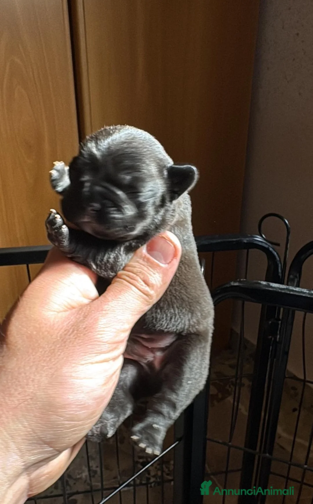 Bulldog Francese cani in vendita: 2 cuccioli di bulldog francese  - Annuncio 1