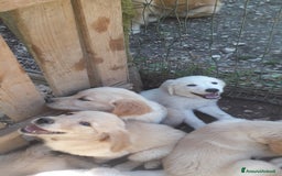 Golden Retriever cani in vendita: Carattere docile linea da lavoro inglese la mamma  a Provincia autonoma di Trento - Immagine 5