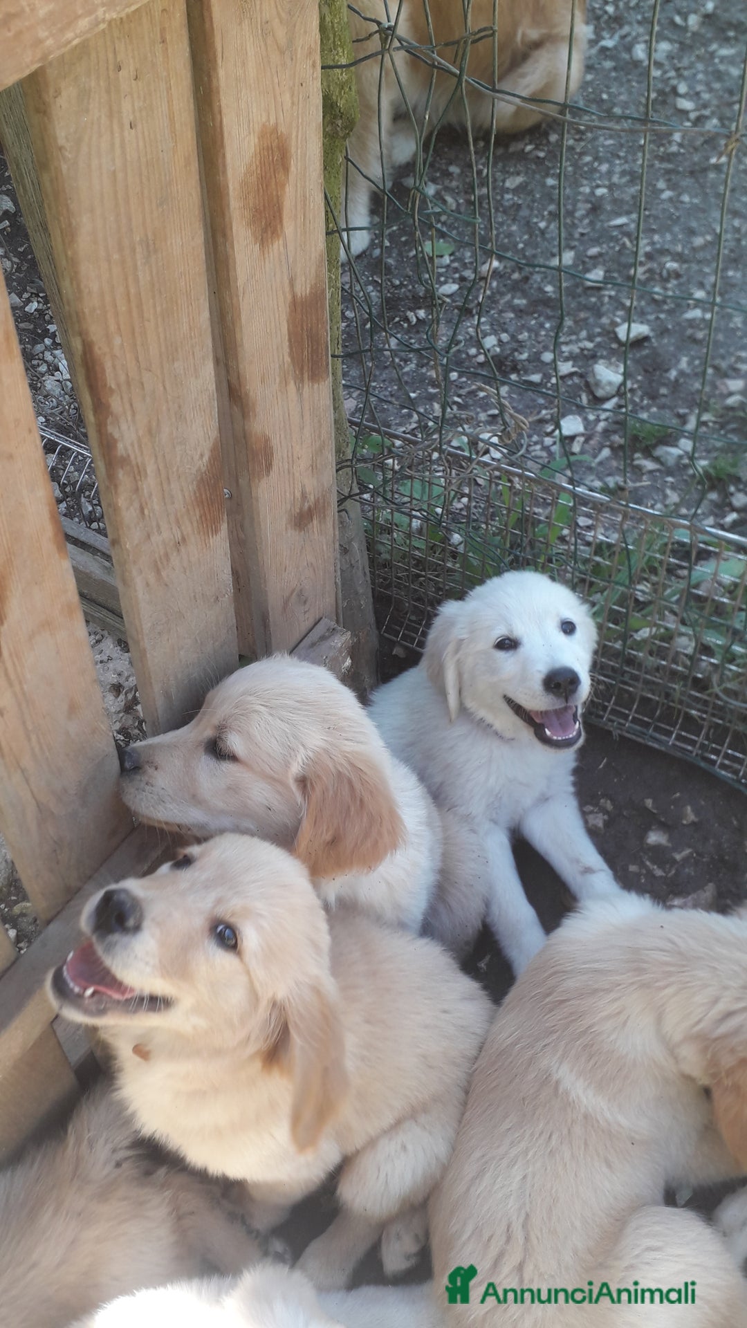 Golden Retriever cani in vendita: Carattere docile linea da lavoro inglese la mamma  a Provincia autonoma di Trento - Immagine 5