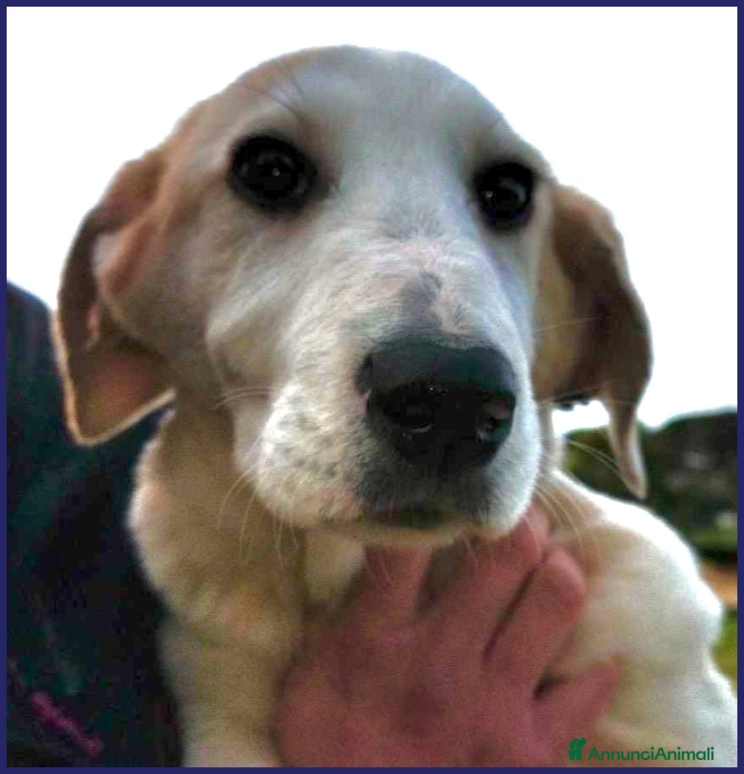 Meticcio cani in regalo: CACIARA, CUCCIOLETTA 3 MESI E MEZZO, PIENA DI GIOI a Città metropolitana di Milano - Annuncio 15