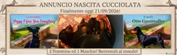 Pinscher Miniatura cani in vendita: Zwergpinscher con pedigree enci - Annuncio 3