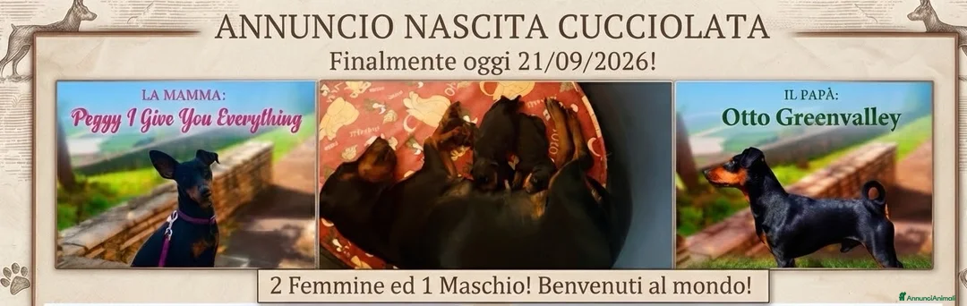Pinscher Miniatura cani in vendita: Zwergpinscher con pedigree enci - Annuncio 3