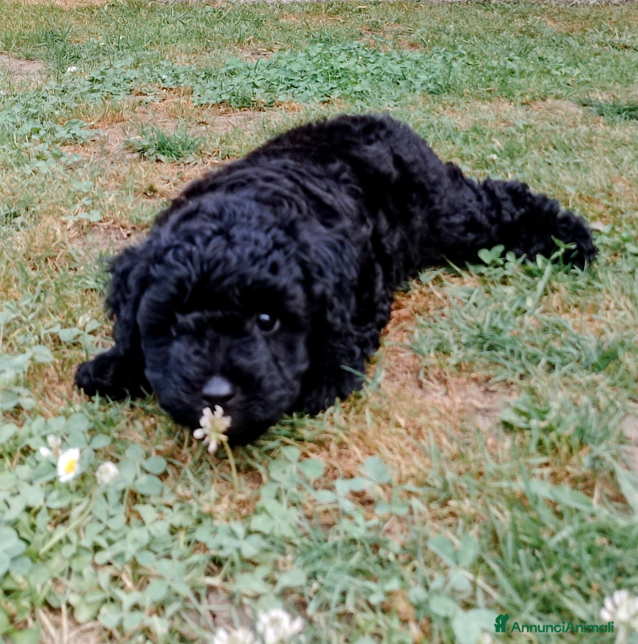 Maltipoo cani Cuccioli di Maltipoo  - Annuncio 1