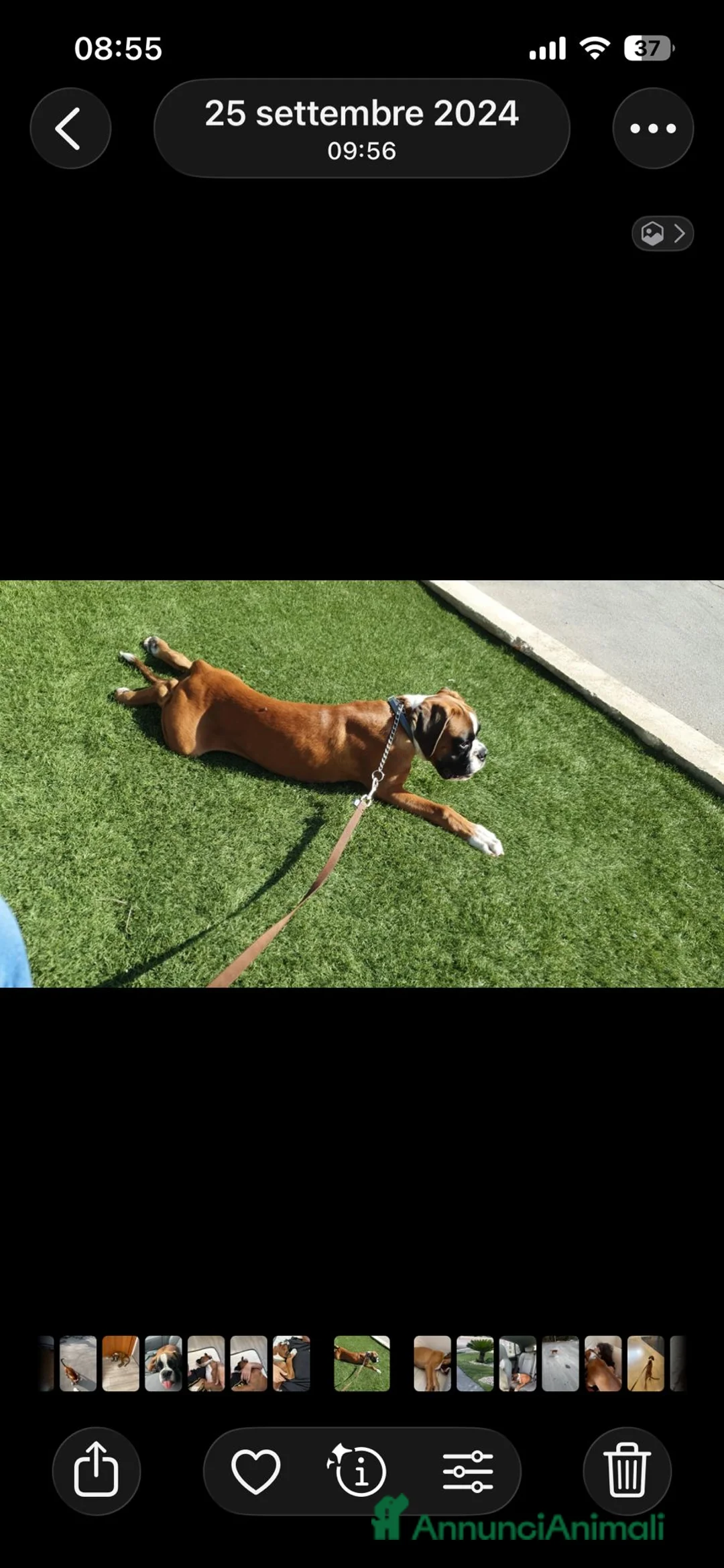 Boxer cani in regalo: Regalo Boxer a Città Metropolitana di Bari - Annuncio 2